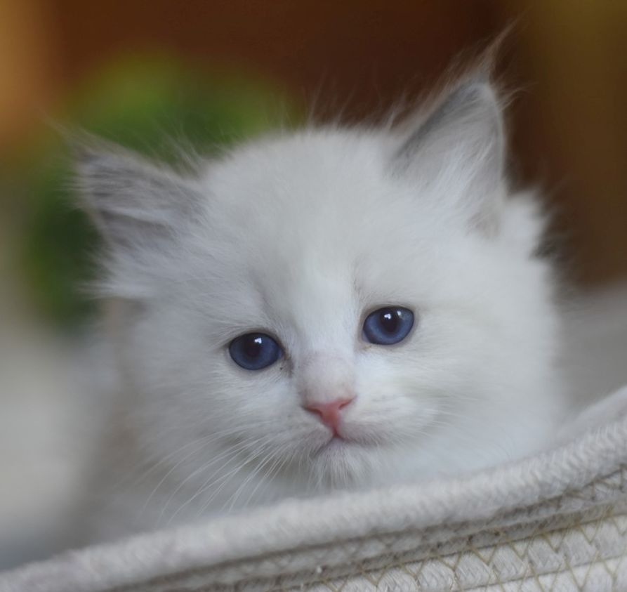 images/AvailableKittens/Ford website.jpg